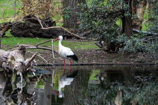 image of a stork next to a lake in nature