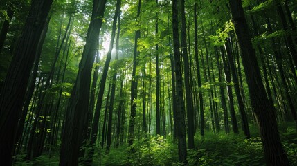 A serene forest scene bathed in sunlight filtering through the lush green canopy, creating a tranquil background