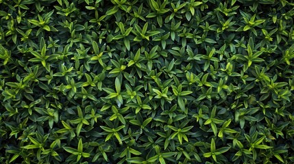 Green grass in a miniature natural garden texture background