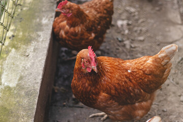 Domestic chicken with brown and white feathers running around the yard in the free range. Organic chickens. Homegrown eggs. Funny expression