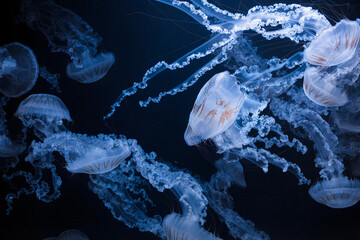 underwater photos of jellyfish chrysaora plocamia south america sea nettle