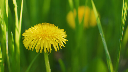 Yellow dandelions in green grass. Sunny spring day. The wind sways in the bright green grass....