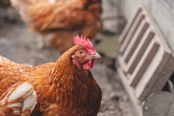 Domestic chicken with brown and white feathers running around the yard in the free range. Organic chickens. Homegrown eggs. Funny expression