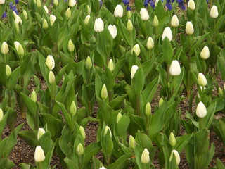 tulip

