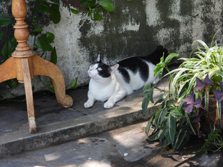 cat