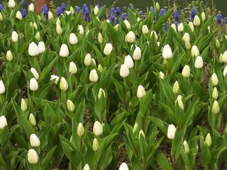 tulip
