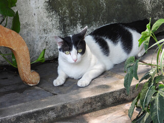 cat