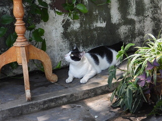 cat
