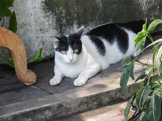 cat
