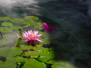  lotus