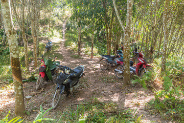 Motorbikes in a forest near Luang Namtha town, Laos