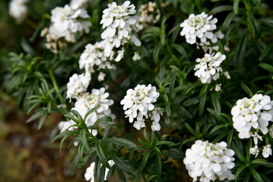 A white flower group of perennial candytuft, Iberis sempervirens, shot with shallow focus. 
