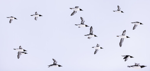 large flock of guillemots in flight