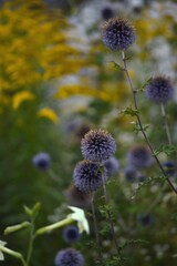 Globe thistle. Blue echinops flowers on bokeh background with goldenrod, selective focus.
