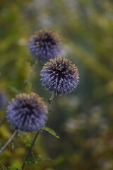 Globe thistle. Blue echinops flowers on bokeh background, selective focus.