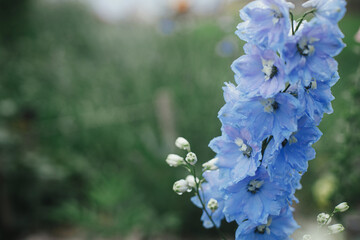 Delphinium blooming in english cottage garden. Close up of blue delphinium flowers with water drops. Homestead lifestyle and wild natural garden. Floral wallpaper