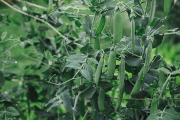 Snap peas climbing on trellis in raised garden bed close up. Growing homegrown vegetables and greens in urban organic garden. Homestead lifestyle.