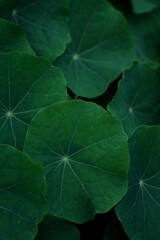 Nasturtium green leaves closeup, nasturtium leaves background or texture, vintage green natural  background.