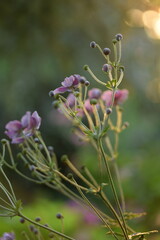 Anemone scabiosa blooming on bokeh garden background, anemone japonica in summer garden.