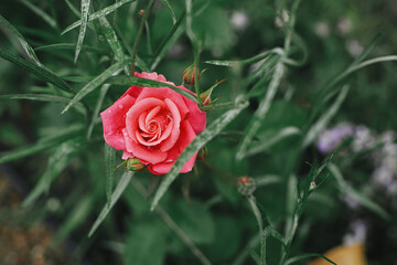 Beautiful rose blooming in english cottage garden. Close up of pink rose flower. Homestead lifestyle and wild natural garden. Floral wallpaper