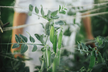Snap peas on trellis in raised garden bed close up. Growing homegrown vegetables and greens in...