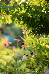 Summer garden view with echinacea flower in sunlight, bokeh background, selective focus, soft focus, garden background with copy space.