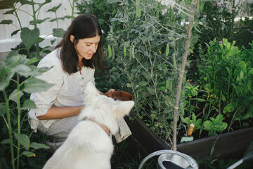 Woman and her cute dog together picking stan peas from raised garden bed. Gathering vegetables with...