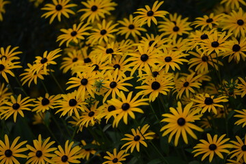Rudbeckia blooming, yellow rudbeckia flowers closeup on bokeh flowers background, floral coneflowers background, selective focus.. - obrazy, fototapety, plakaty