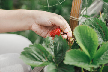 Woman picking strawberry from raised garden bed close up. Gathering fresh natural berries in urban organic garden. Homestead lifestyle