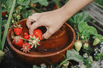 Woman picking strawberry from raised garden bed close up. Gathering fresh natural berries in urban organic garden. Homestead lifestyle