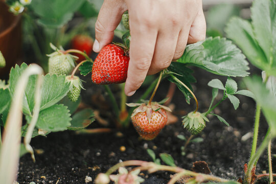 Woman picking strawberry from raised garden bed close up. Gathering fresh natural berries in urban organic garden. Homestead lifestyle