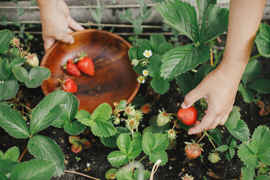 Woman picking strawberry from raised garden bed close up. Gathering fresh natural berries in urban organic garden. Homestead lifestyle