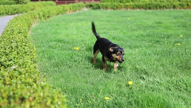 Adorable small dog playing in garden. Active happy friend pet running on green grass.