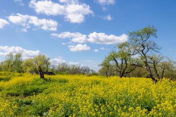 Spring landscape, Golden yellow flowers and blue sky, White mustard (Sinapis alba) is an annual plant of the family Brassicaceae, Rapeseed or Oilseed rape, Groeneweg, Schalkwijk, Utrecht, Netherlands.