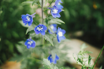 Delphinium blooming in english cottage garden. Close up of blue delphinium flowers. Homestead lifestyle and wild natural garden. Floral wallpaper