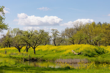 Spring landscape, Golden yellow flowers and blue sky, White mustard (Sinapis alba) is an annual...