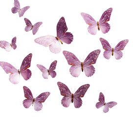 PNG Petal plant butterfly fragility