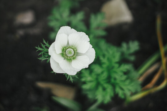 Beautiful anemone blooming in english cottage garden. Close up of white Anemone coronaria flower. Floral wallpaper. Homestead lifestyle and wild natural garden