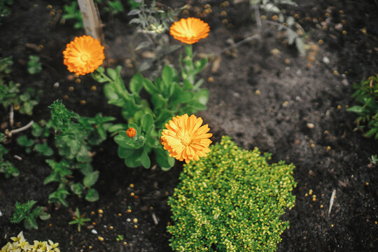 Beautiful calendula blooming in english cottage garden. Close up of orange marigold flower. Floral wallpaper. Homestead lifestyle and wild natural garden