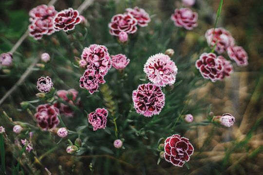 Beautiful carnation in english cottage garden. Close up of pink carnation flower. Floral wallpaper. Homestead lifestyle and wild natural garden