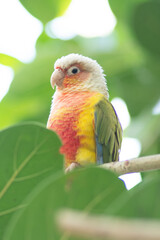 bird