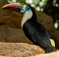 toucan in the zoo