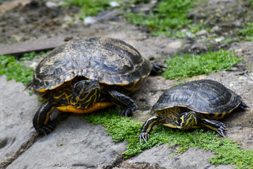 Tortuga