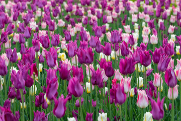 Tulips on a spring day. Beautiful colorful flower background