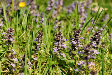 Ajuga reptans growing in a wildflower meadow in the Dordogne, France. Also known as bugle, blue bugle, bugle herb, bugleweed, carpetweed, carpet bugleweed and common bugle.
Ajuga reptans growing in a 