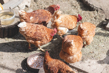 Domestic chicken with brown and white feathers running around the yard in the free range. Organic chickens. Homegrown eggs. Funny expression
