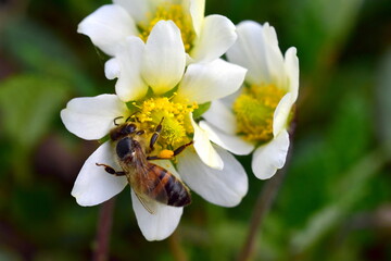 Biene auf einer Silberwurz-Blüte - 787479360