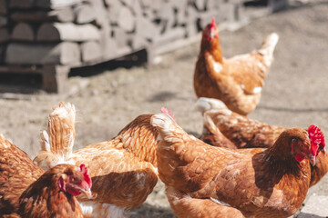 Domestic chicken with brown and white feathers running around the yard in the free range. Organic chickens. Homegrown eggs. Funny expression