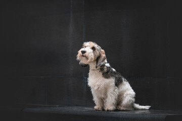 Petit Basset Griffon Vandeven dog on a black background