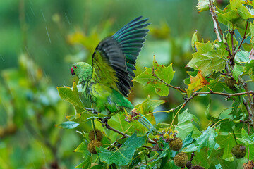 blue and yellow macaw